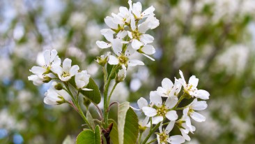 Felsenbirne (Amelanchier) – Sorten, Pflege und Schneiden