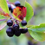 Glanzmispel (Photinia) - Pflege, Standort und Schneiden