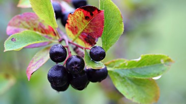 Glanzmispel (Photinia) – Pflege, Standort und Schneiden