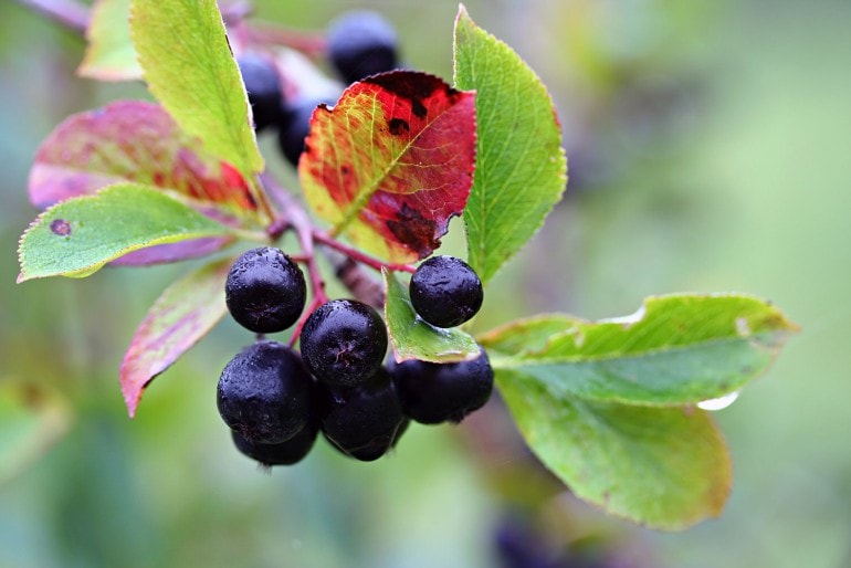 Glanzmispel (Photinia) – Pflege, Standort und Schneiden