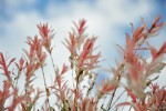 Harlekinweide oder Japanische Zierweide (Salix integra) - Kaufen, pflanzen und pflegen