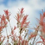 Harlekinweide oder Japanische Zierweide (Salix integra) - Kaufen, pflanzen und pflegen