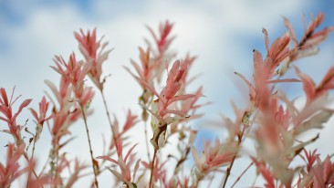 Harlekinweide (Salix integra) – Kaufen, pflanzen und pflegen