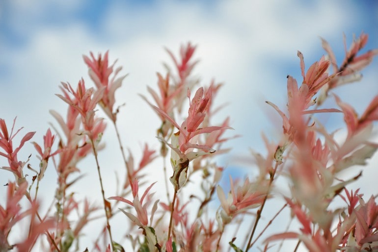 Harlekinweide (Salix integra) – Kaufen, pflanzen und pflegen