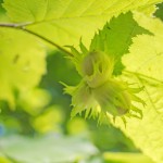 Haselnussbaum (Corylus colurna) – anpflanzen, pflegen und ernten