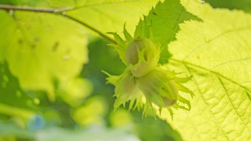 Haselnussbaum (Corylus colurna) – anpflanzen, pflegen und ernten