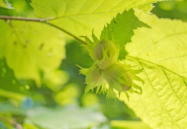 Haselnussbaum (Corylus colurna) – anpflanzen, pflegen und ernten