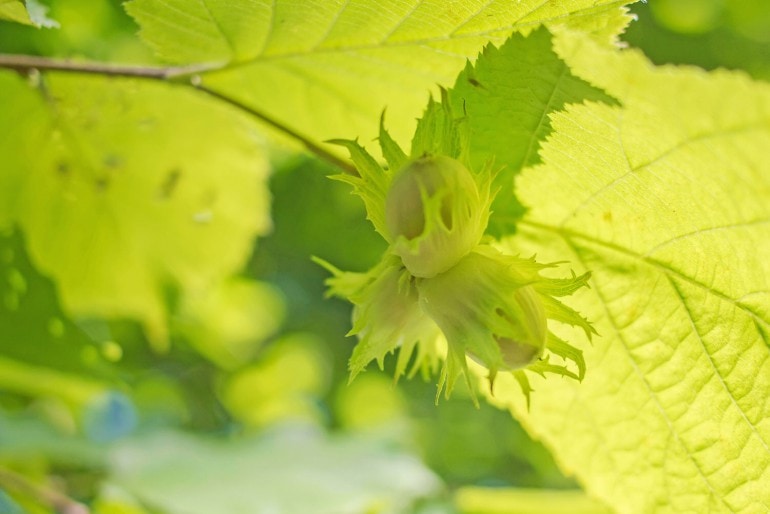 Haselnussbaum (Corylus colurna) – anpflanzen, pflegen und ernten