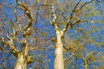 Korkenzieherweide oder Zickzackweide („Salix matsudana Tortuosa“) - anpflanzen, pflegen und hegen