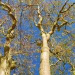 Korkenzieherweide oder Zickzackweide („Salix matsudana Tortuosa“) - anpflanzen, pflegen und hegen