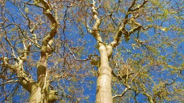 Korkenzieherweide (Salix matsudana Tortuosa) – anpflanzen, pflegen und hegen