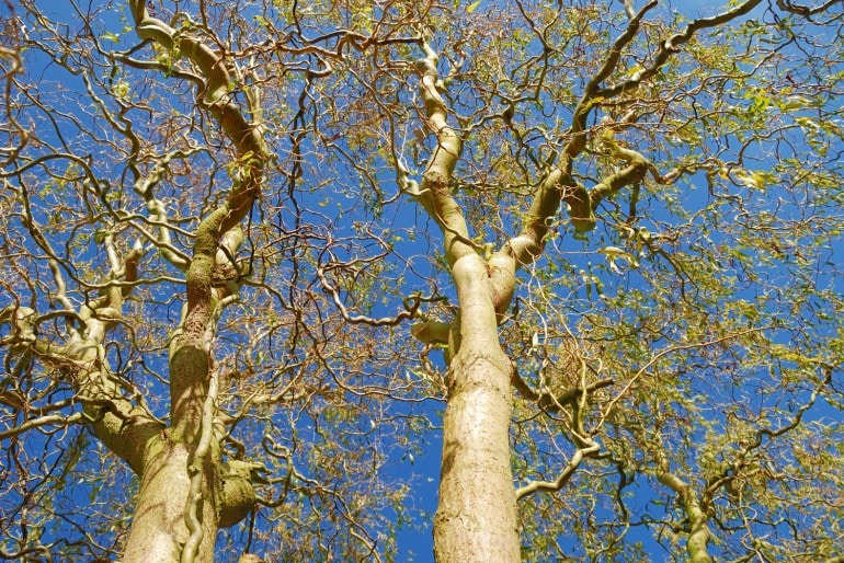 Korkenzieherweide (Salix matsudana Tortuosa) – anpflanzen, pflegen und hegen