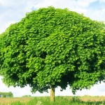 Kugelahorn (Acer platanoides) - Pflanzen, Pflege und Schneiden