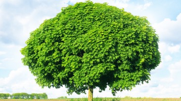 Kugelahorn (Acer platanoides) – Pflanzen, Pflege und Schneiden