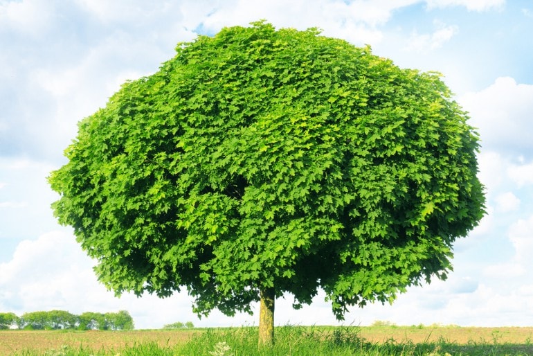 Kugelahorn (Acer platanoides) – Pflanzen, Pflege und Schneiden