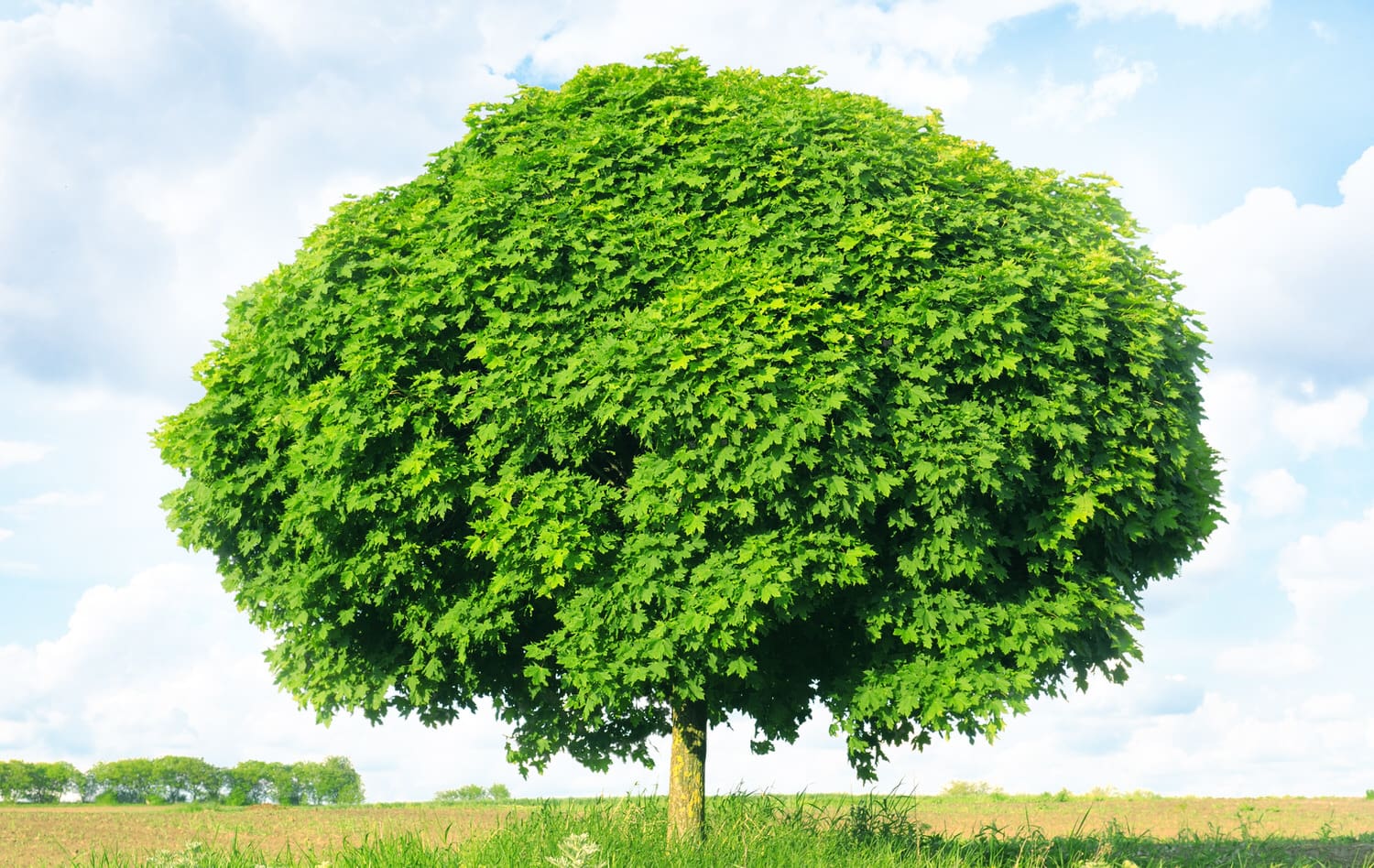 Kugelahorn (Acer platanoides) Pflanzen, Pflege und