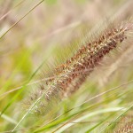 Lampenputzergras oder Federborstengras (Pennisetum alopecuroides) - Standort, Pflege und Überwintern