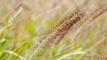 Lampenputzergras (Pennisetum alopecuroides) – Standort, Pflege und Überwintern