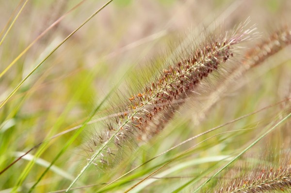 Lampenputzergras oder Federborstengras (Pennisetum alopecuroides) - Standort, Pflege und Überwintern