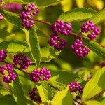 Liebesperlenstrauch oder Chinesische Schönfrucht (Callicarpa giraldii) – Pflanzen, pflegen und bewundern