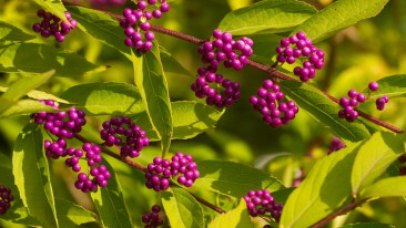 Liebesperlenstrauch (Callicarpa giraldii) – Pflanzen, pflegen und bewundern