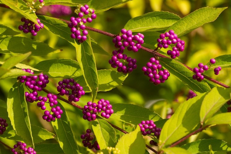 Liebesperlenstrauch (Callicarpa giraldii) – Pflanzen, pflegen und bewundern