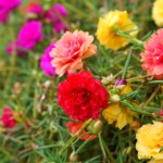 Portulakröschen (Portulaca grandiflora) - Säen, Pflegen und Überwintern