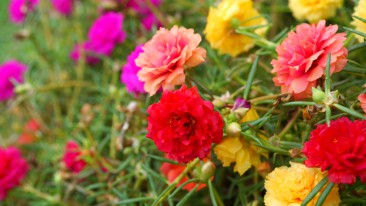 Portulakröschen (Portulaca grandiflora) – Säen, Pflegen und Überwintern