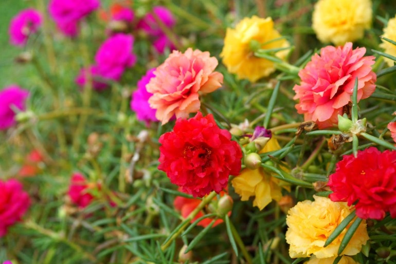 Portulakröschen (Portulaca grandiflora) – Säen, Pflegen und Überwintern