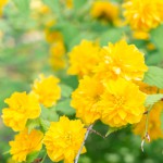 Ranunkelstrauch oder Goldröschen (Kerria japonica) - Pflege, Pflanzen und Schneiden
