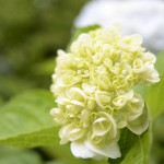 Rispenhortensie (Hydrangea paniculata) - pflanzen, schneiden, pflegen