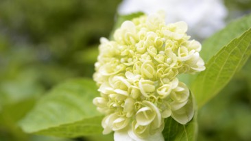 Rispenhortensie (Hydrangea paniculata) – pflanzen, schneiden, pflegen