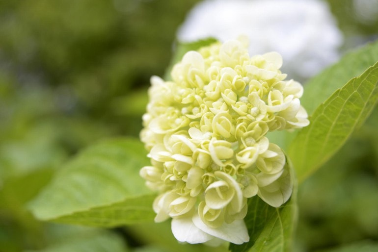 Rispenhortensie (Hydrangea paniculata) – pflanzen, schneiden, pflegen