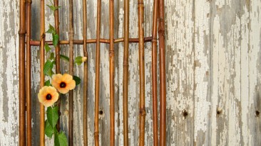 Schwarzäugige Susanne (Thunbergia alata) – Aussaat und Pflege