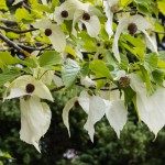 Taschentuchbaum oder Taubenbaum (Davidia involucrata) - Pflanzen, Pflege und Vermehren