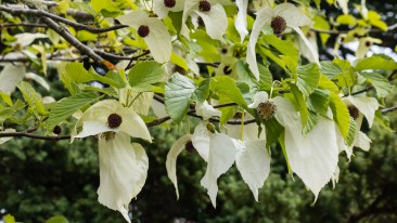 Taschentuchbaum oder Taubenbaum (Davidia involucrata) – Pflanzen, Pflege und Vermehren