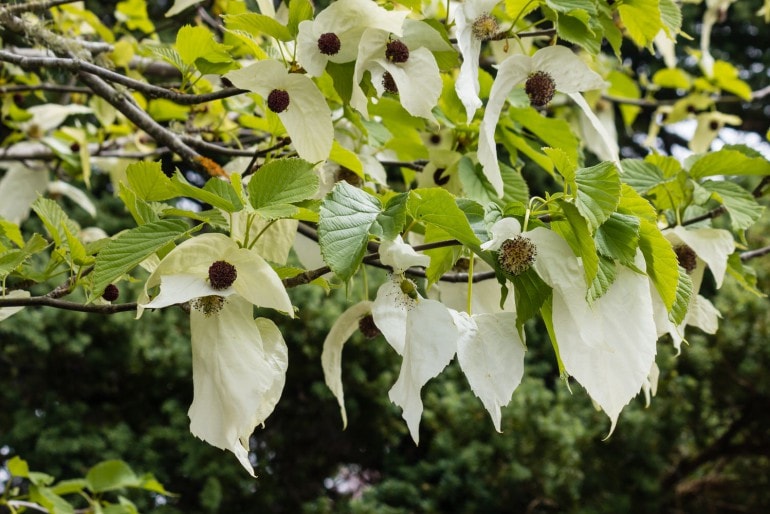Taschentuchbaum oder Taubenbaum (Davidia involucrata) – Pflanzen, Pflege und Vermehren