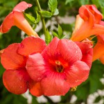 Trompetenblume oder Klettertrompete (Campsis) - Pflege, Überwintern, Vermehren
