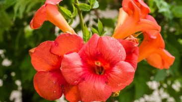 Trompetenblume oder Klettertrompete (Campsis) – Pflege, Überwintern, Vermehren