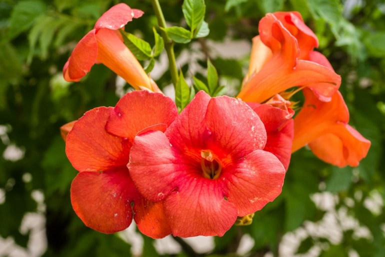 Trompetenblume oder Klettertrompete (Campsis) – Pflege, Überwintern, Vermehren