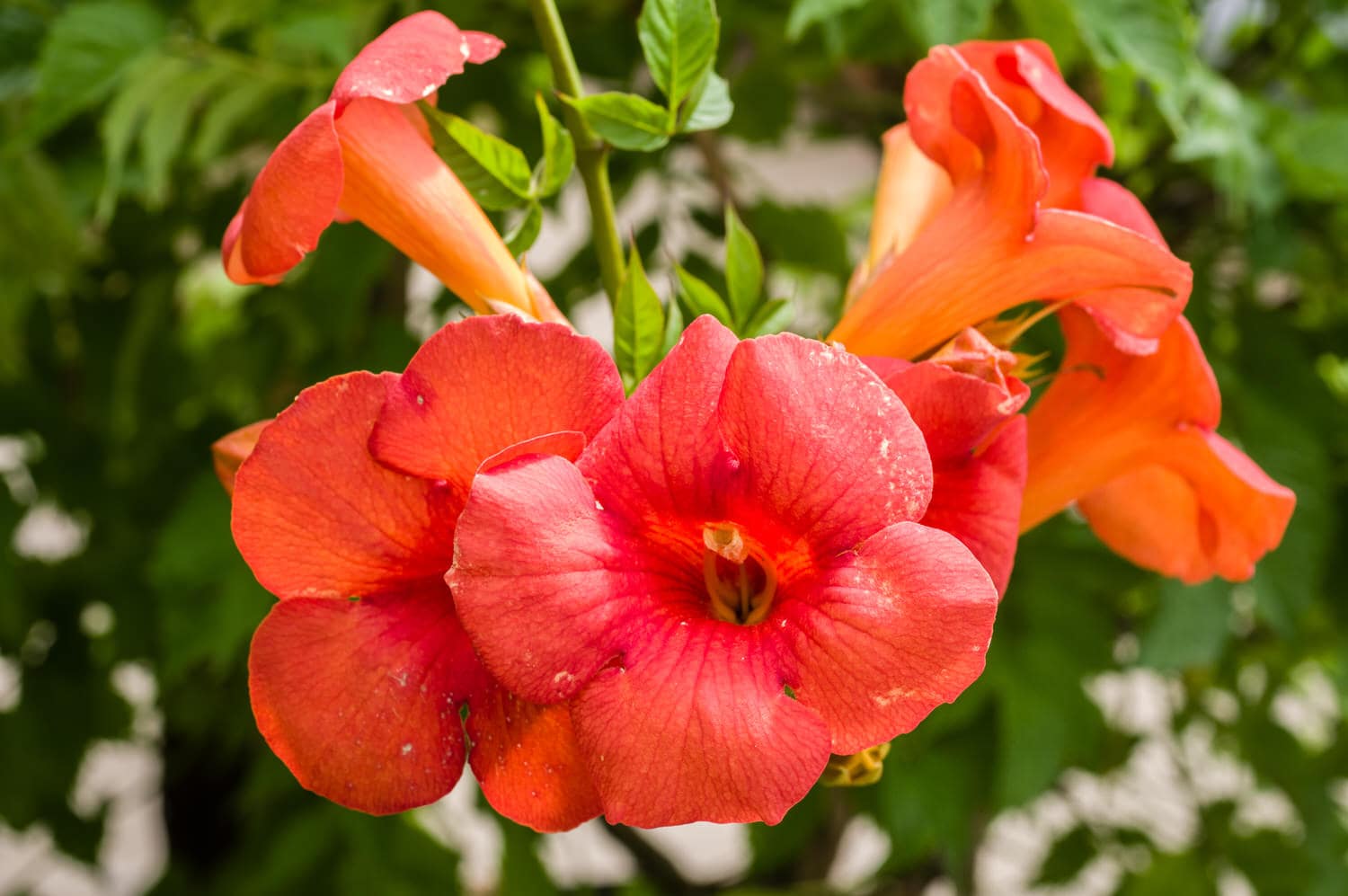 Trompetenblume oder Klettertrompete (Campsis) Pflege, Überwintern