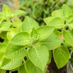 Verpiss-dich-Pflanze oder Harfenstrauch (Plectranthus caninus) - Verwendung, Standort und Pflege