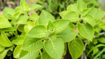 Verpiss-dich-Pflanze (Plectranthus caninus) – Verwendung, Standort und Pflege