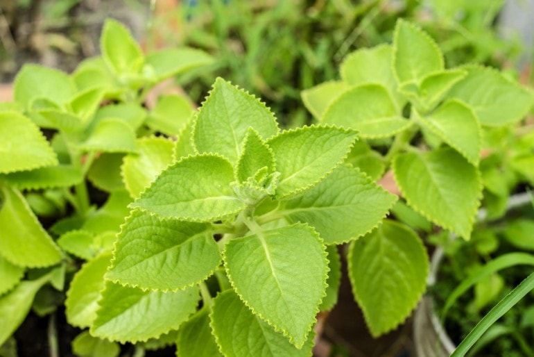 Verpiss-dich-Pflanze (Plectranthus caninus) – Verwendung, Standort und Pflege
