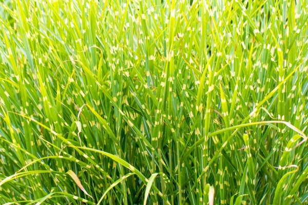 Zebragras (Miscanthus sinensis zebrinus) Pflege, Schneiden und