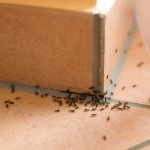 Die 7 besten Tipps gegen Ameisen im Haus
