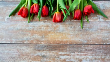 Die schönsten Schnittblumen für den eigenen Garten