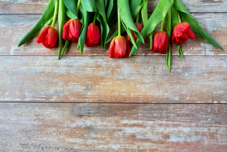 Die schönsten Schnittblumen für den eigenen Garten