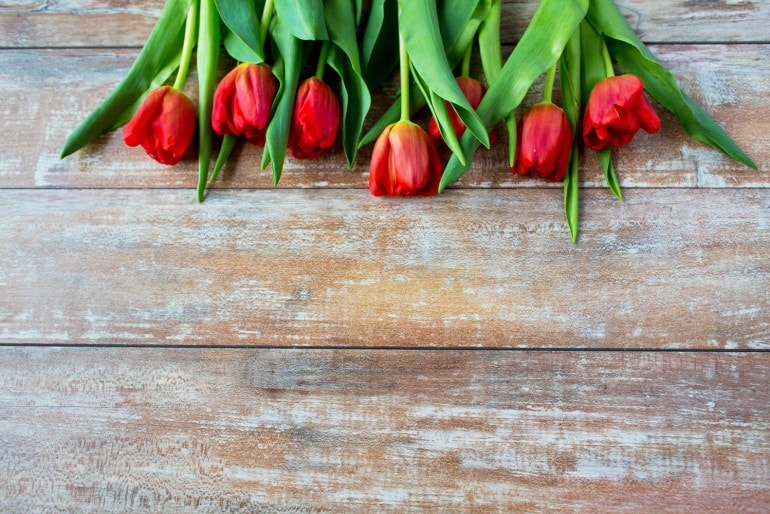 Die schönsten Schnittblumen für den eigenen Garten