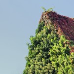 Kletterhortensie (Hydrangea petiolaris) - Pflegen, Scheiden und Vermehren